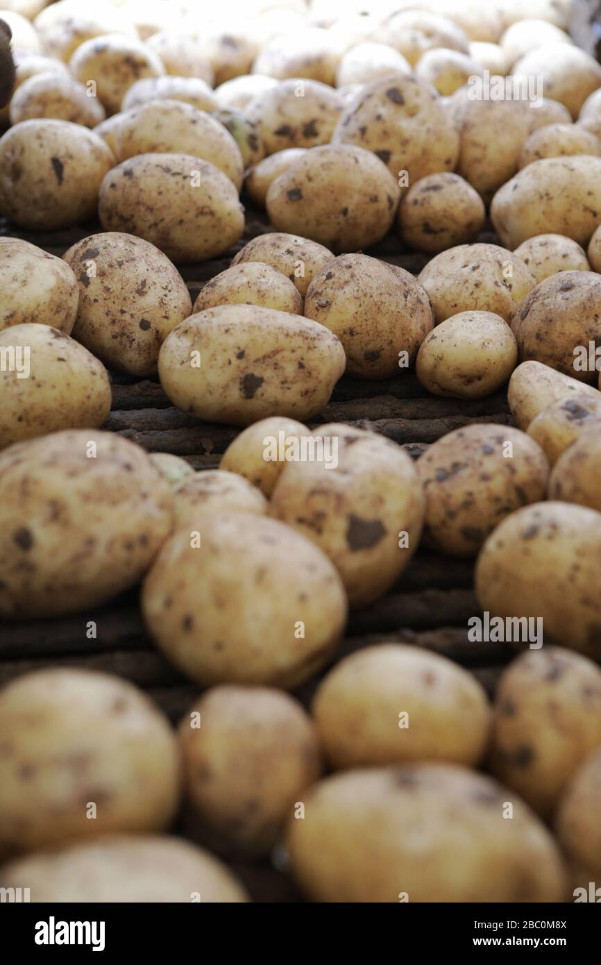 The Potato Harvest for a Branston Potatoes suppler, Lincolnshire, UK. Stock Photo