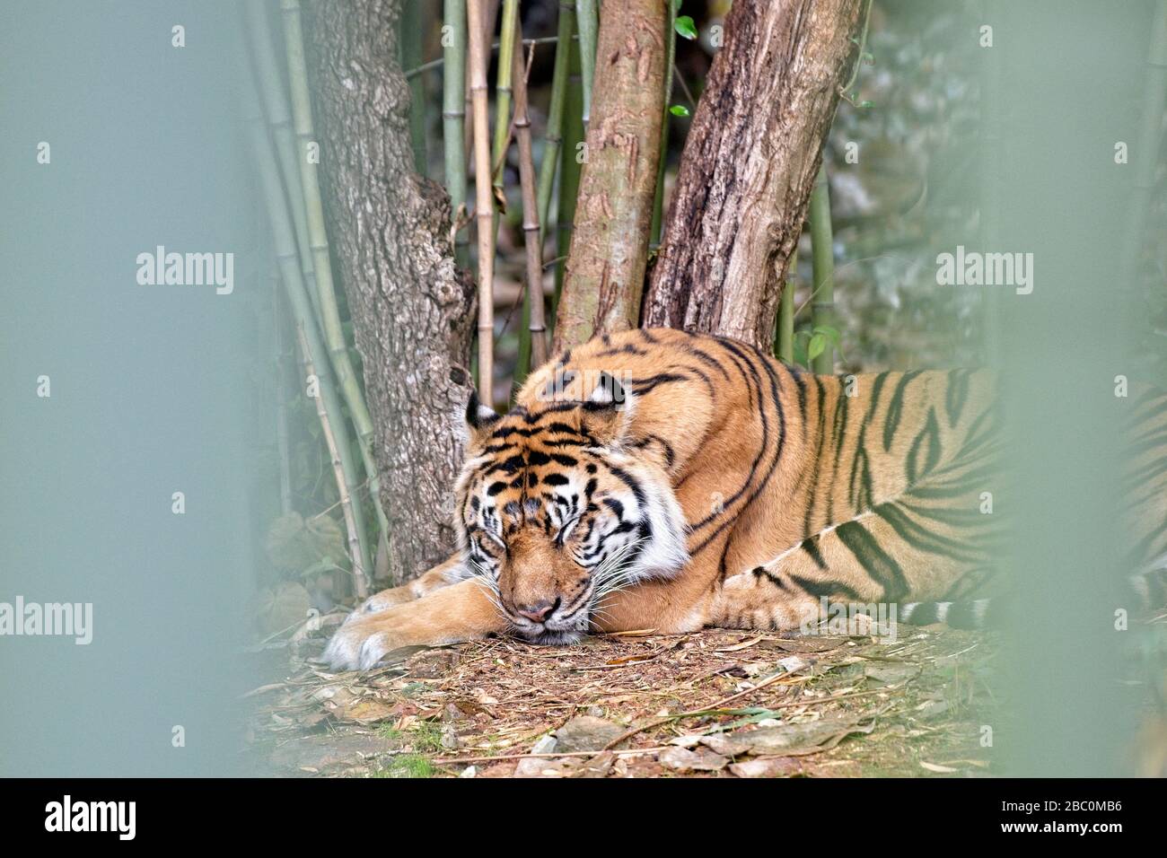 A Sumatran tiger is asleep in his habitat at the Atlanta Zoo Stock Photo