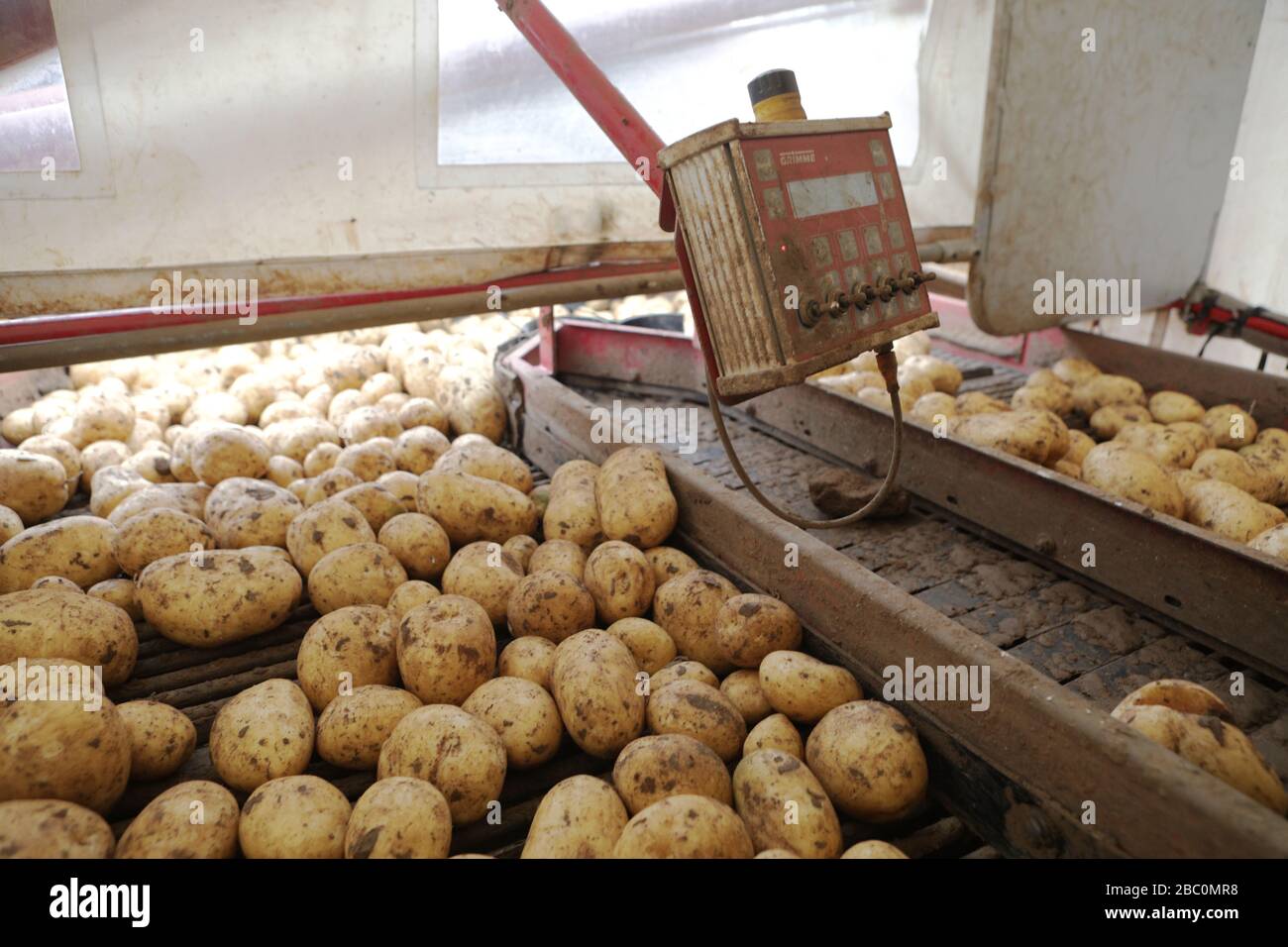 The Potato Harvest for a Branston Potatoes suppler, Lincolnshire, UK. Stock Photo