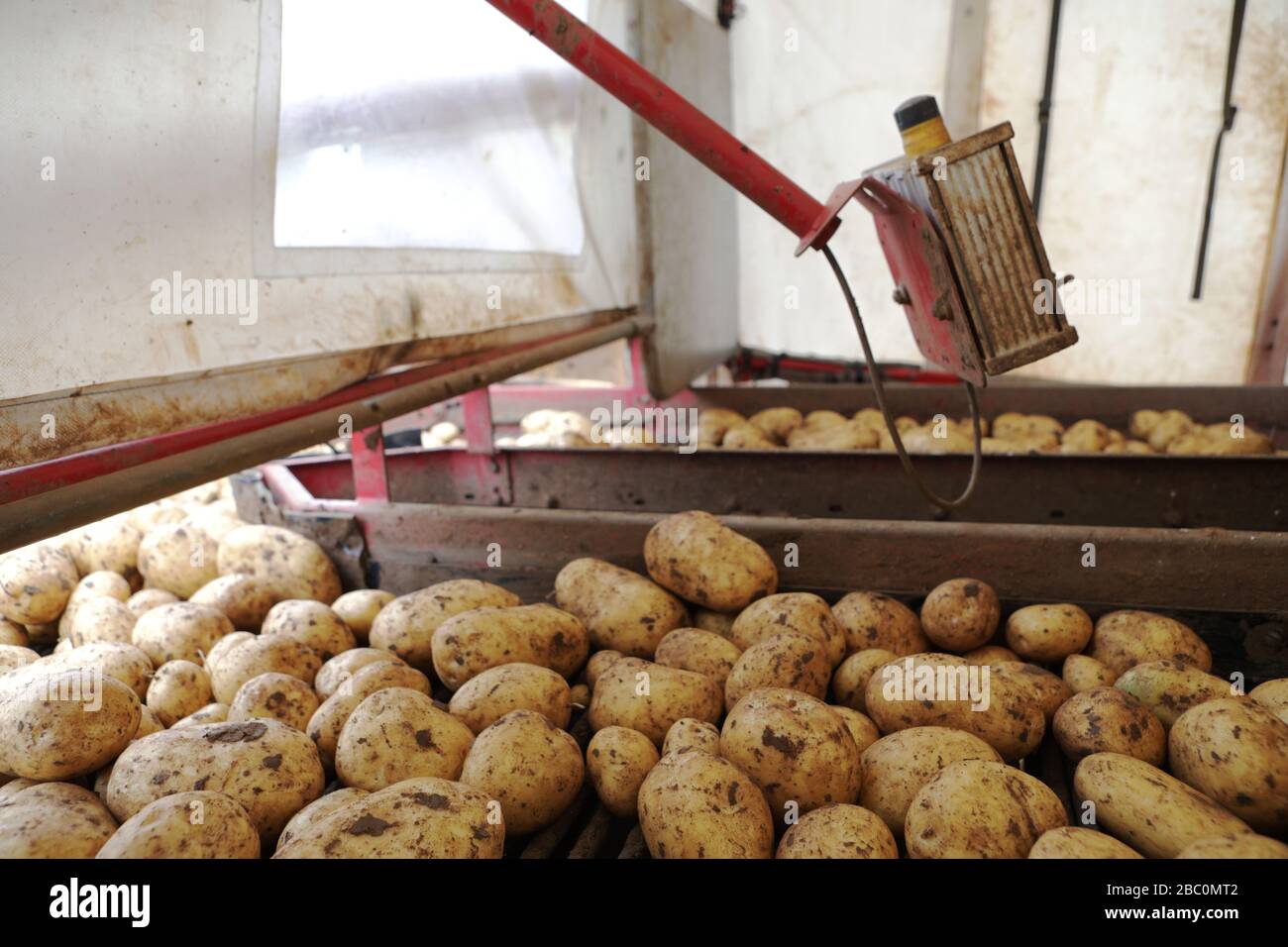 The Potato Harvest for a Branston Potatoes suppler, Lincolnshire, UK. Stock Photo