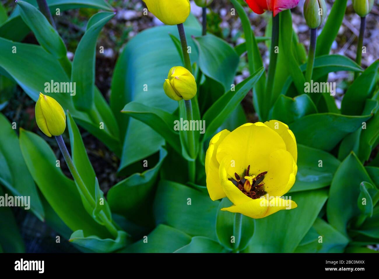 Colourful tulips, springtime Ornolac, Ussat les Bains, Ariege, French Pyrenees, France Stock Photo