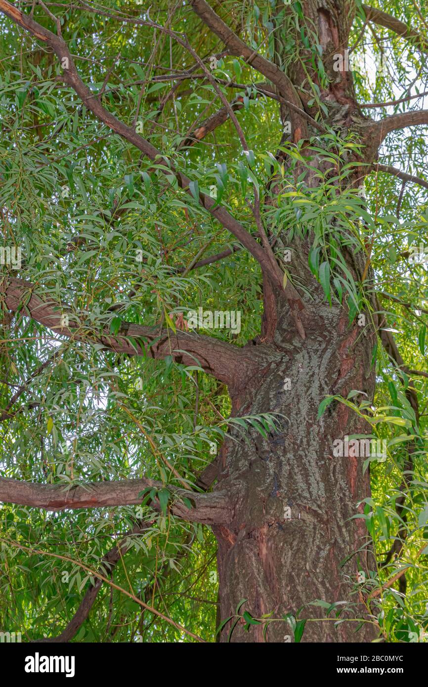 Salix alba, the white willow tree close view Stock Photo