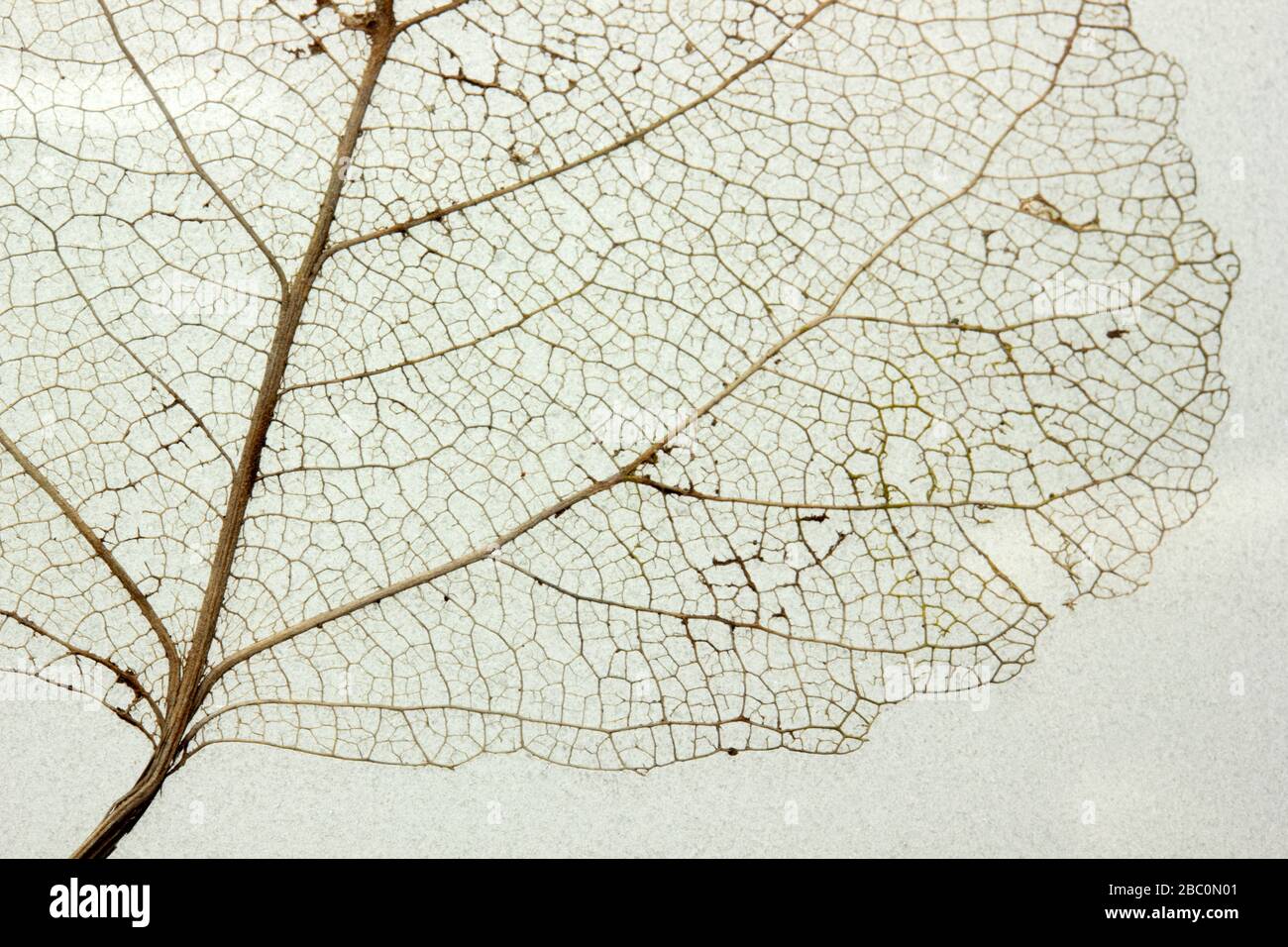 Macro shot of leaf vein skeleton. Abstract texture background Stock ...