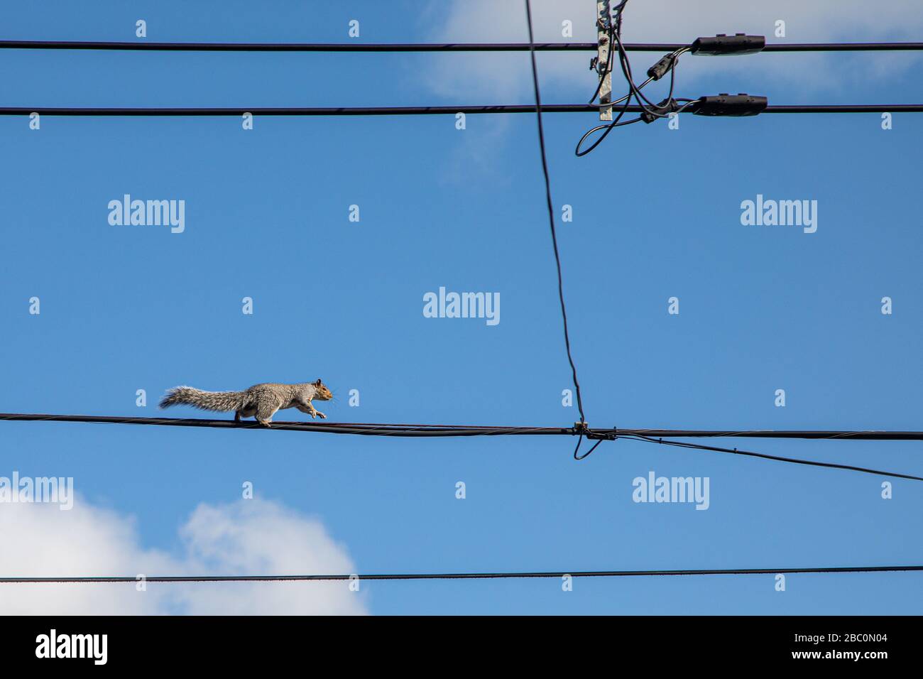 Squirrel on wire hires stock photography and images Alamy