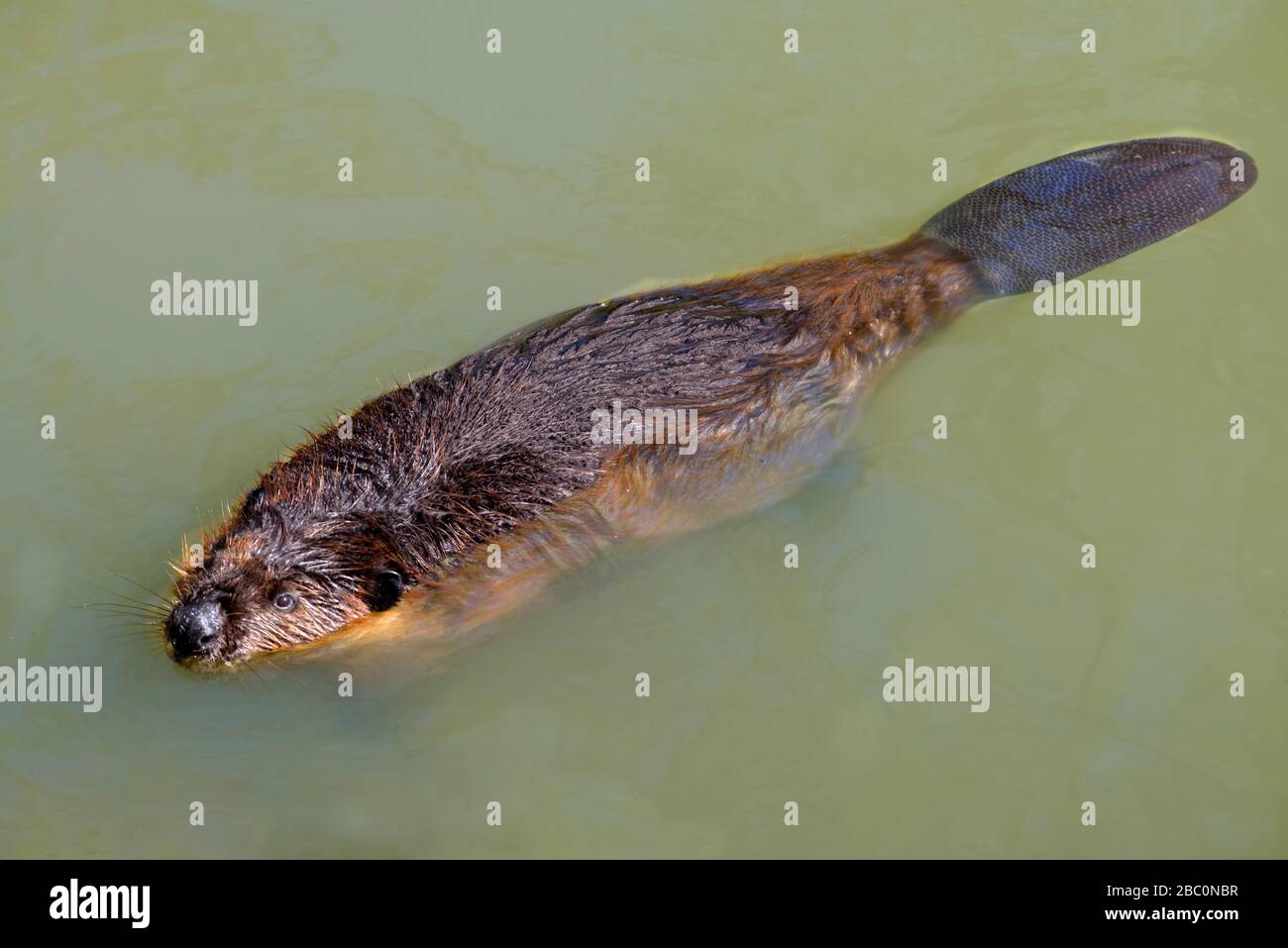 North American Beaver (Castor canadensis) swimming on the surface of the water with its flat tail clearly visible Stock Photo