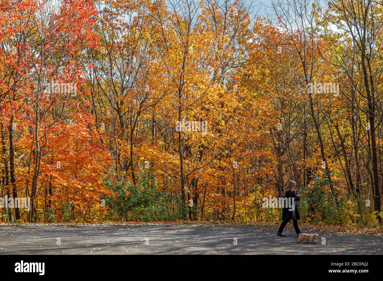 WOMAN WALKING HER DOG AMIDST THE AUTUMN COLORS IN MONT-ROYAL PARK, MONTREAL, QUEBEC, CANADA Stock Photo