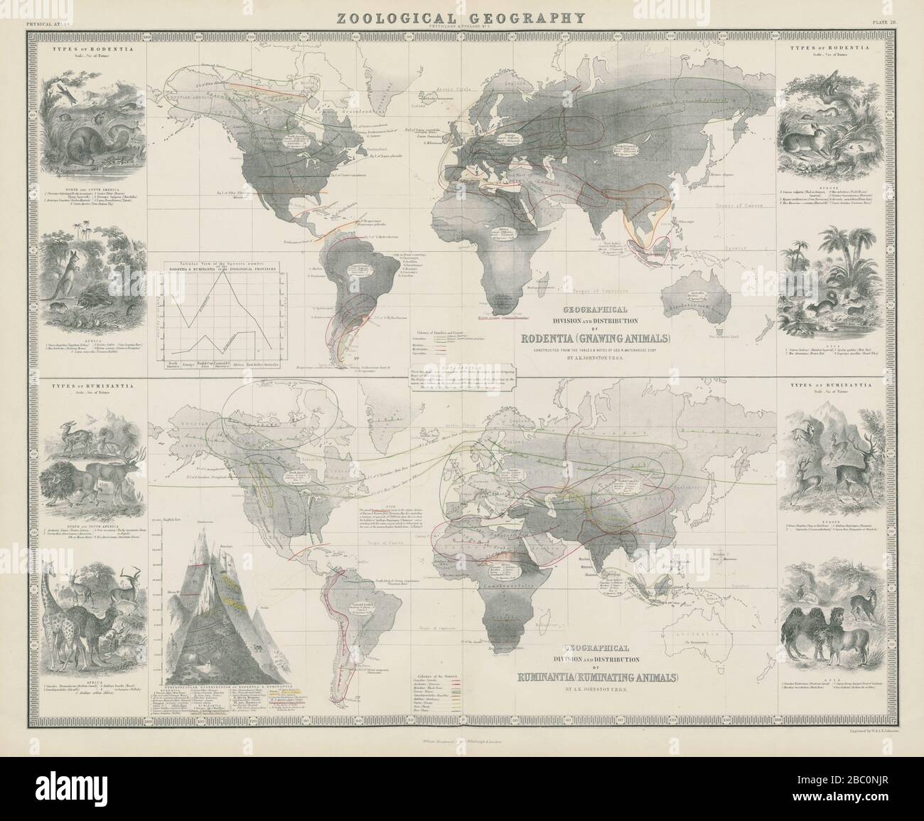 Zoological Geography. Rodentia & Ruminantia distribution 1856 old antique map Stock Photo