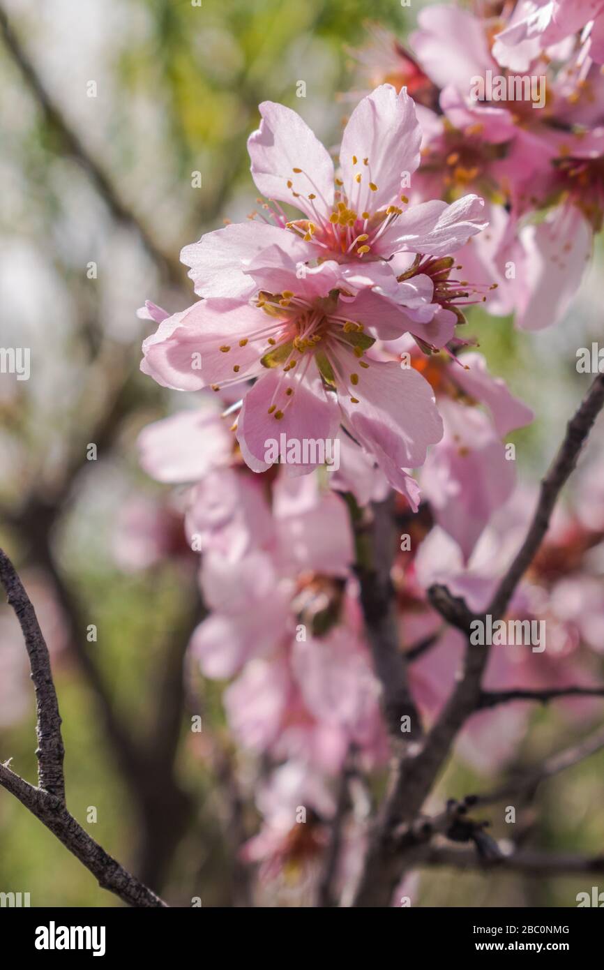 Almond flowers (Prunus dulcis), blooming with natural light Stock Photo Alamy