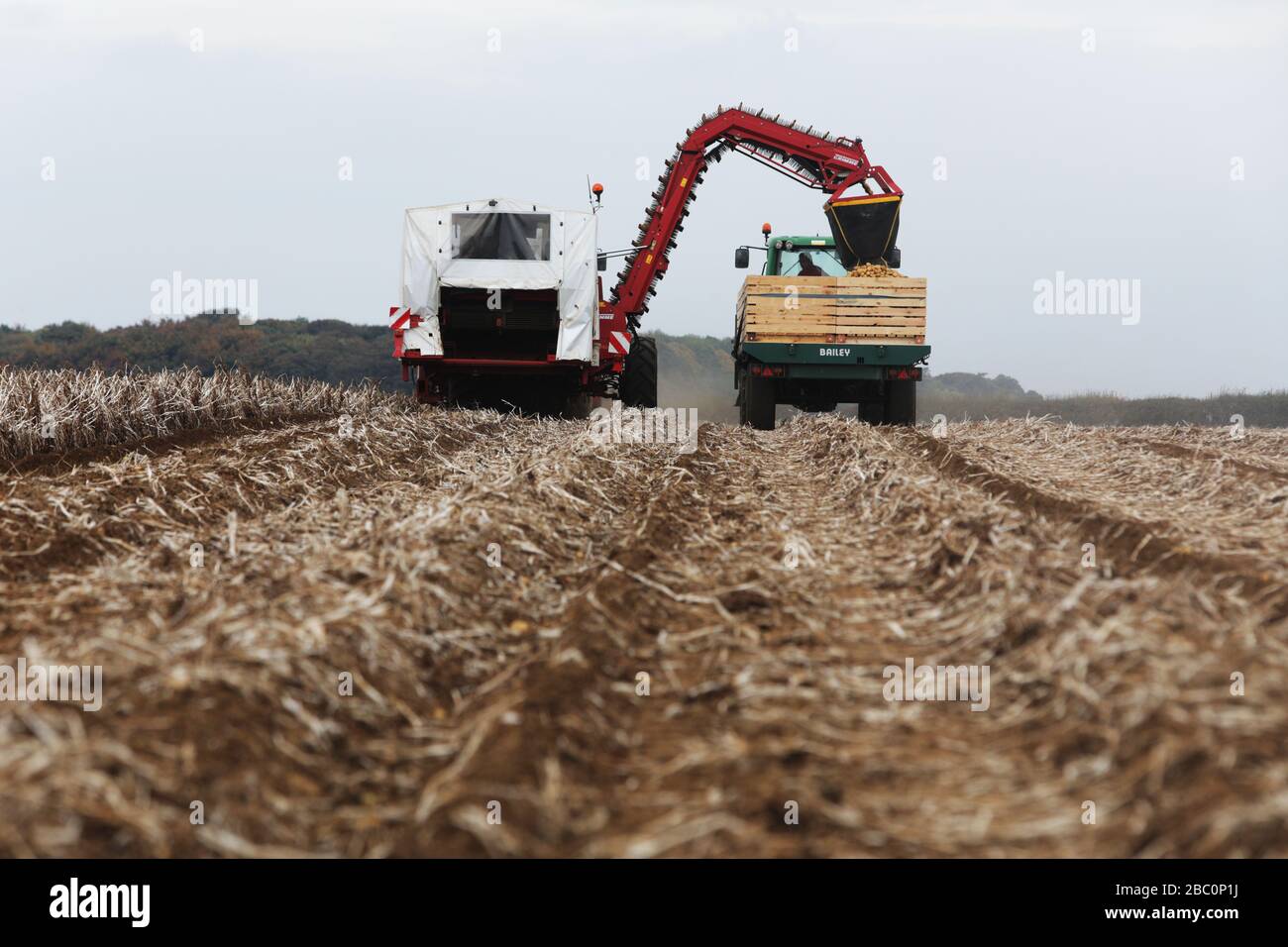 The Potato Harvest for a Branston Potatoes suppler, Lincolnshire, UK. Stock Photo