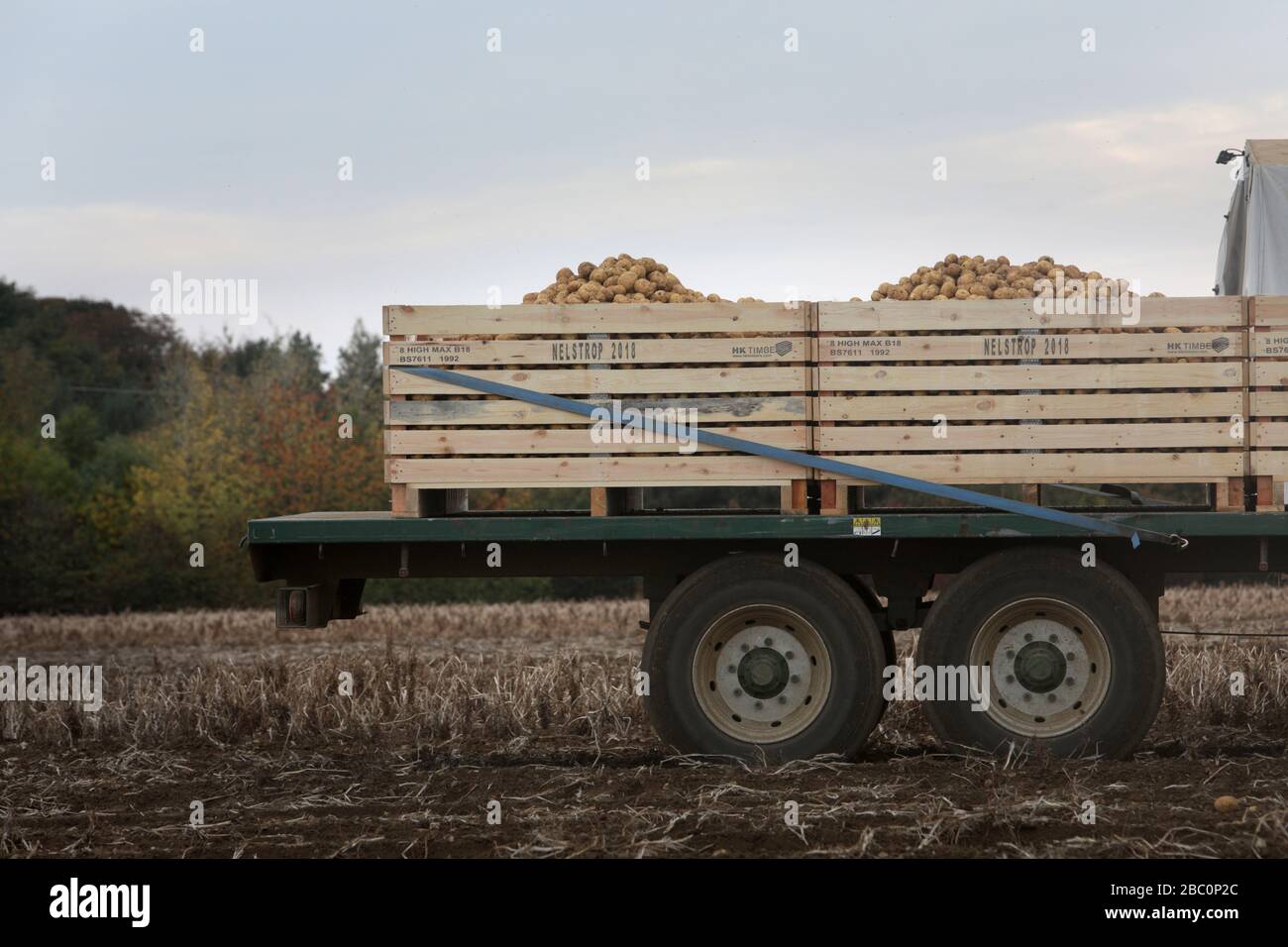 The Potato Harvest for a Branston Potatoes suppler, Lincolnshire, UK. Stock Photo