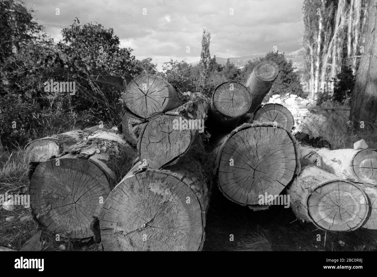 Cut trees. Black and white photo. Stock Photo