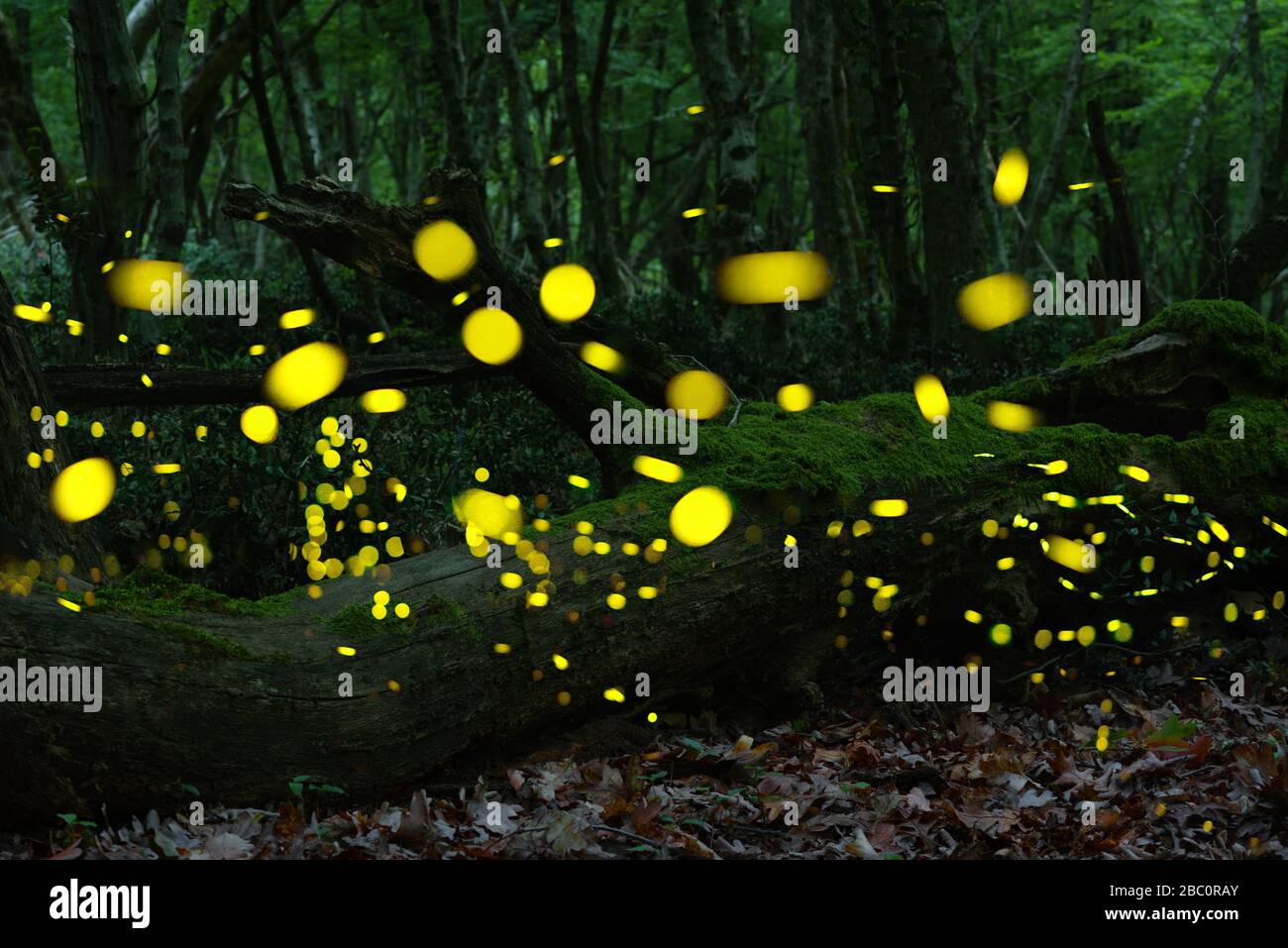 Abstract and bokeh light firefly flying in the wild forest. Fireflies Lampyridae flying in the forest at night time in Bulgaria. Stock Photo