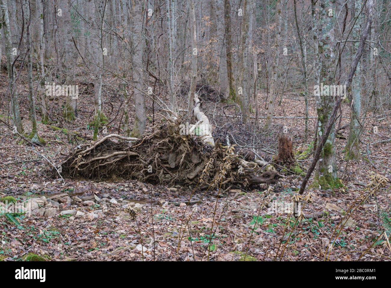 Exposed Tree Root System High Resolution Stock Photography and Images ...