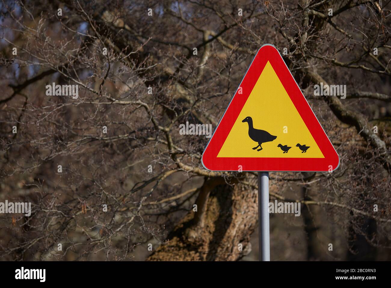 Warning duck sign in Helsingborg, Sweden. Stock Photo