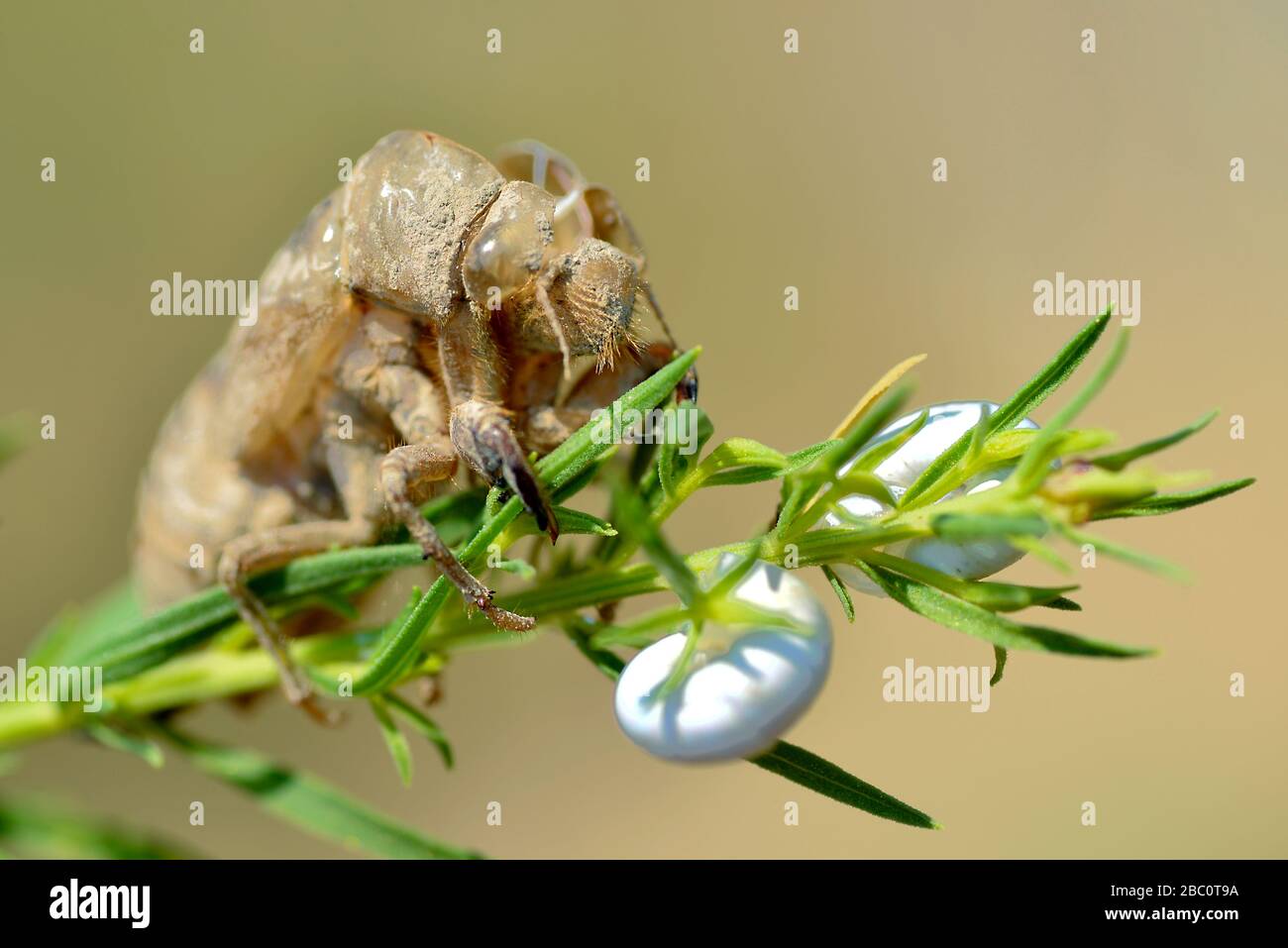 Exuvia of cicada (Lyristes plebejus) seen from front, on plant with two snails Stock Photo