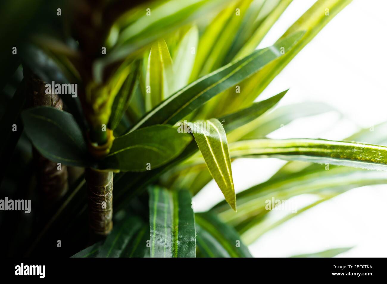 green bright vibrant plant palm leaf foliage; close up macro Stock Photo