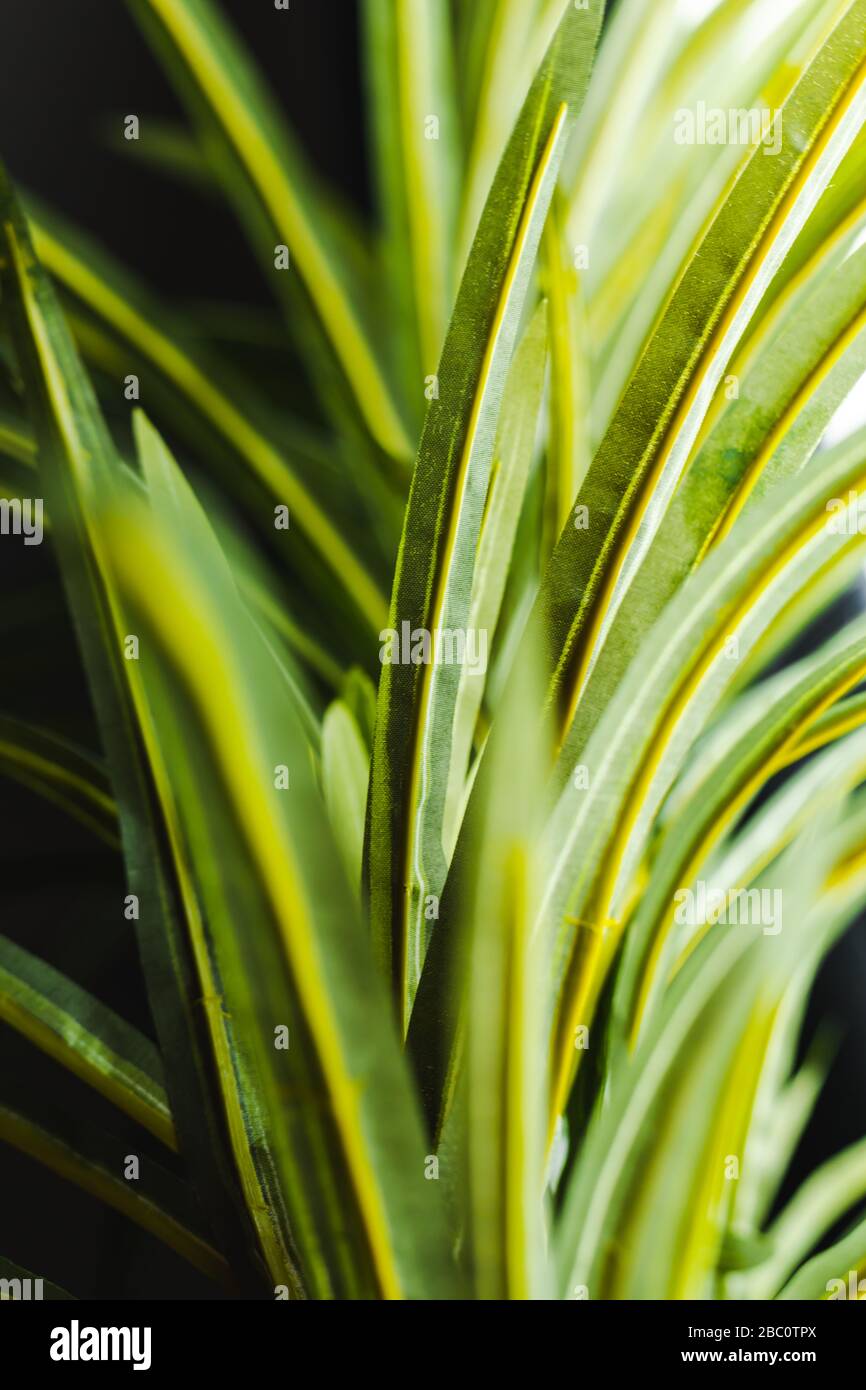 Vibrant lush palm leaf foliage texture; macro with blurry background Stock Photo