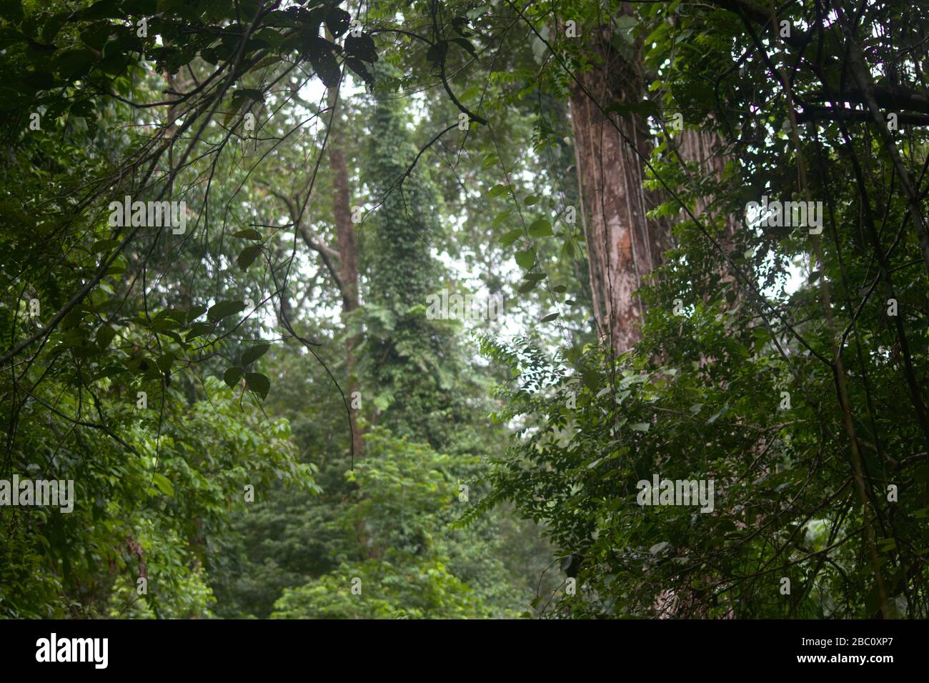 Dense Rainforest in Gunung Palung National Park at Raining Season, Borneo, Indonesia Stock Photo