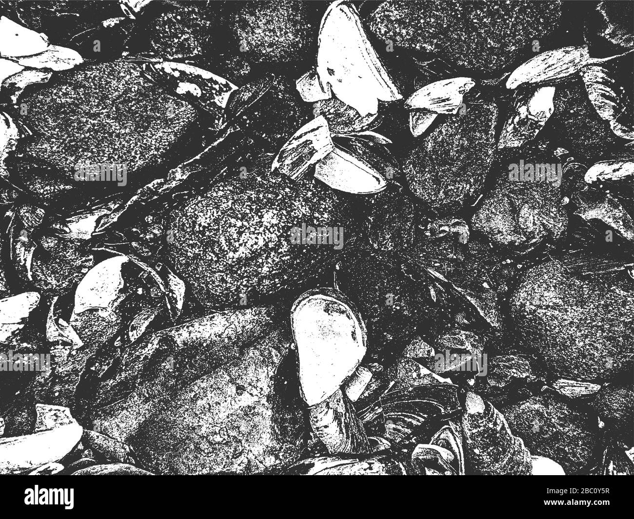 Distress seashell and mussels vector texture. EPS8 illustration. Black and white grunge background. Stock Vector