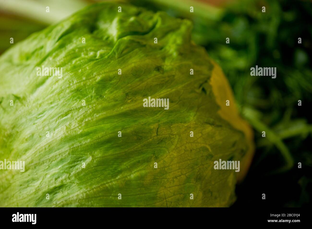 Green Iceberg lettuce. Cabbage iceberg. Greens, vegetarianism, cabbage