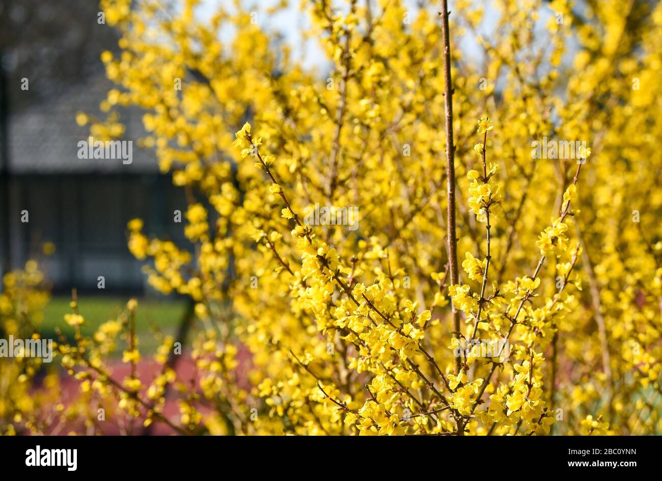 Yellow forsythia bush flowering in Spring sunshine Brighton UK Forsythia is a genus of flowering plants in the olive family Oleaceae  Photograph tak Stock Photo