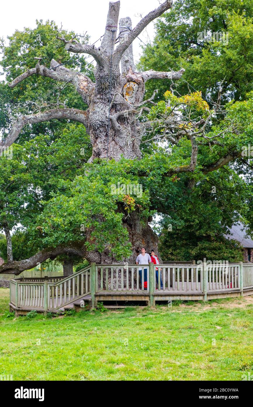 Old French Oak High Resolution Stock Photography and Images Alamy