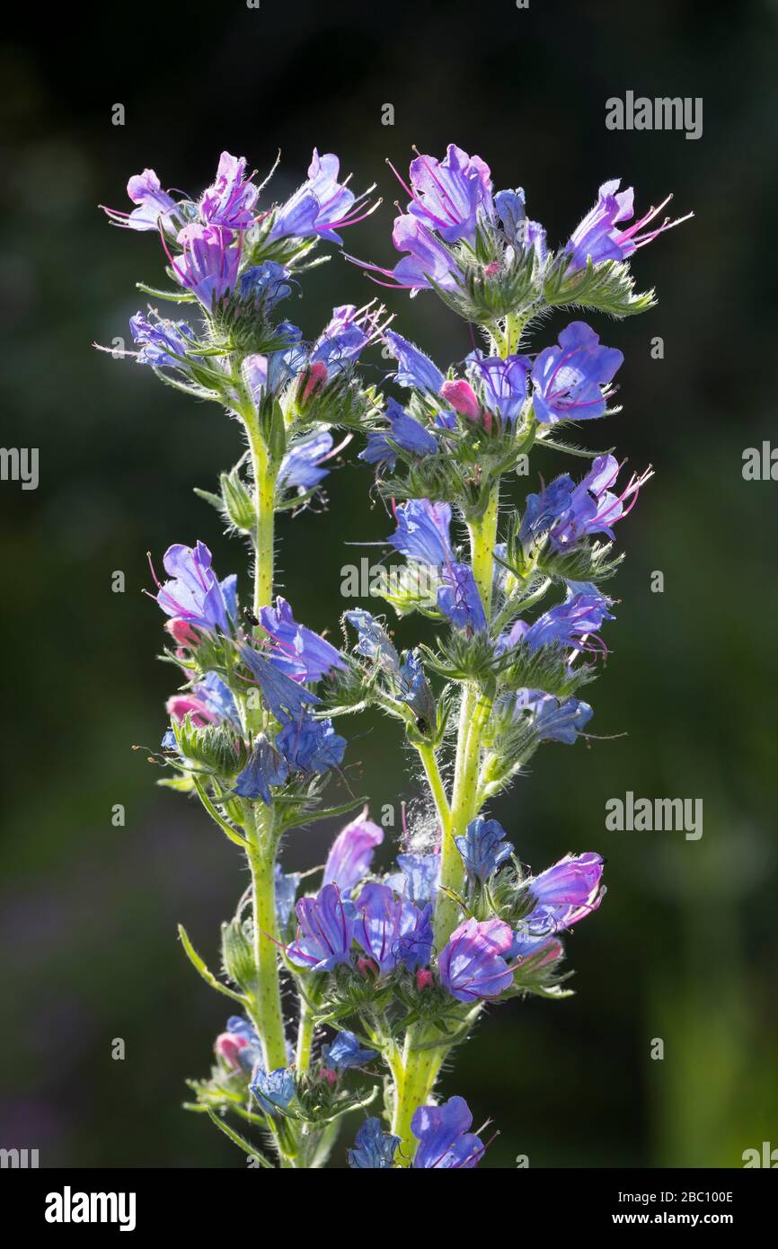 Gewöhnlicher Natternkopf, Natternkopf, Natternzunge, Echium vulgare ...