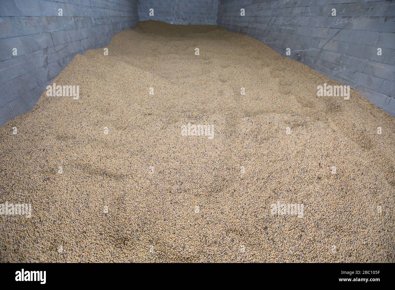 Soya bean farm hi-res stock photography and images - Alamy