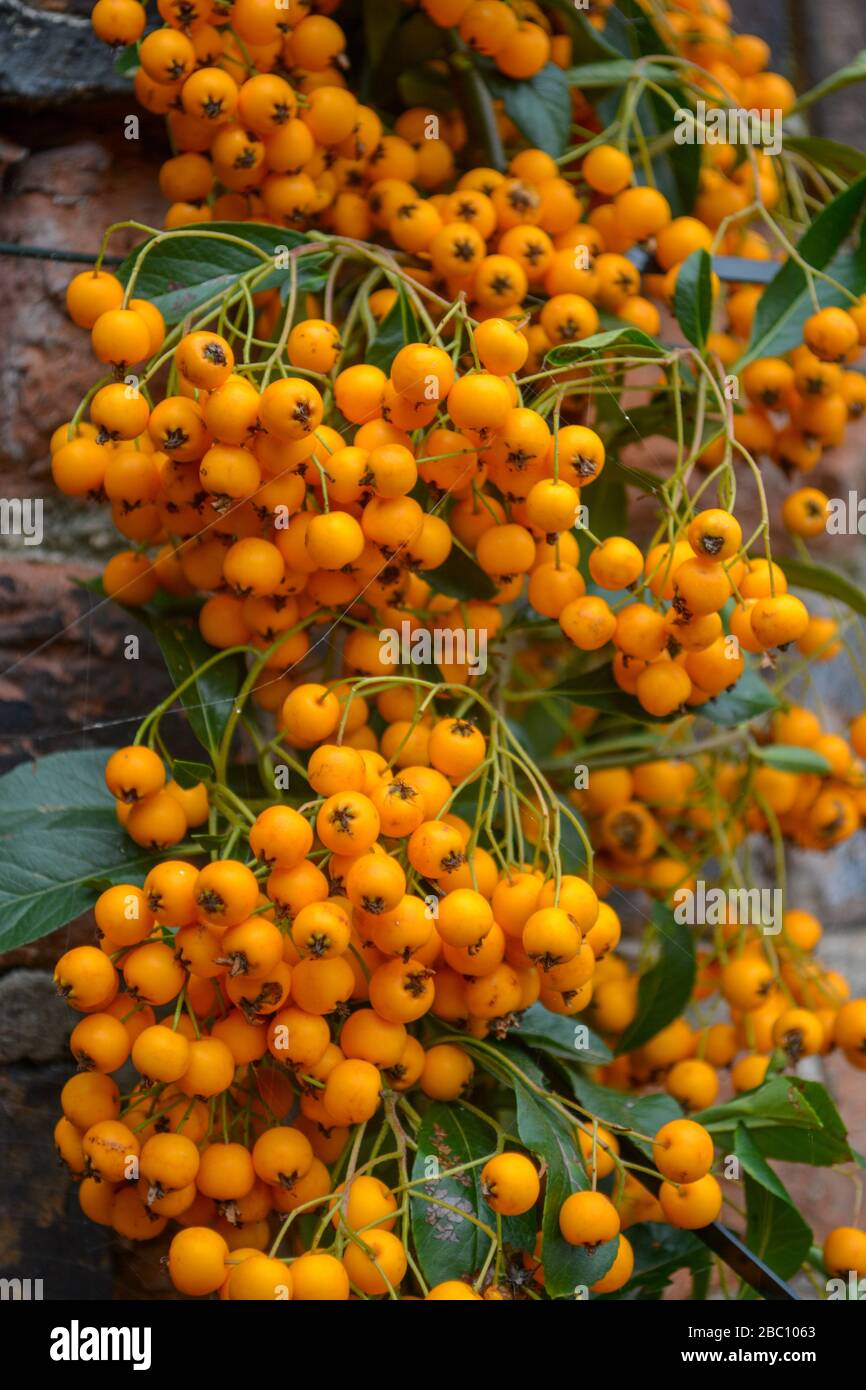 Berries on a Pyracantha [Orange Glow] plant in an English garden in Autumn. Stock Photo