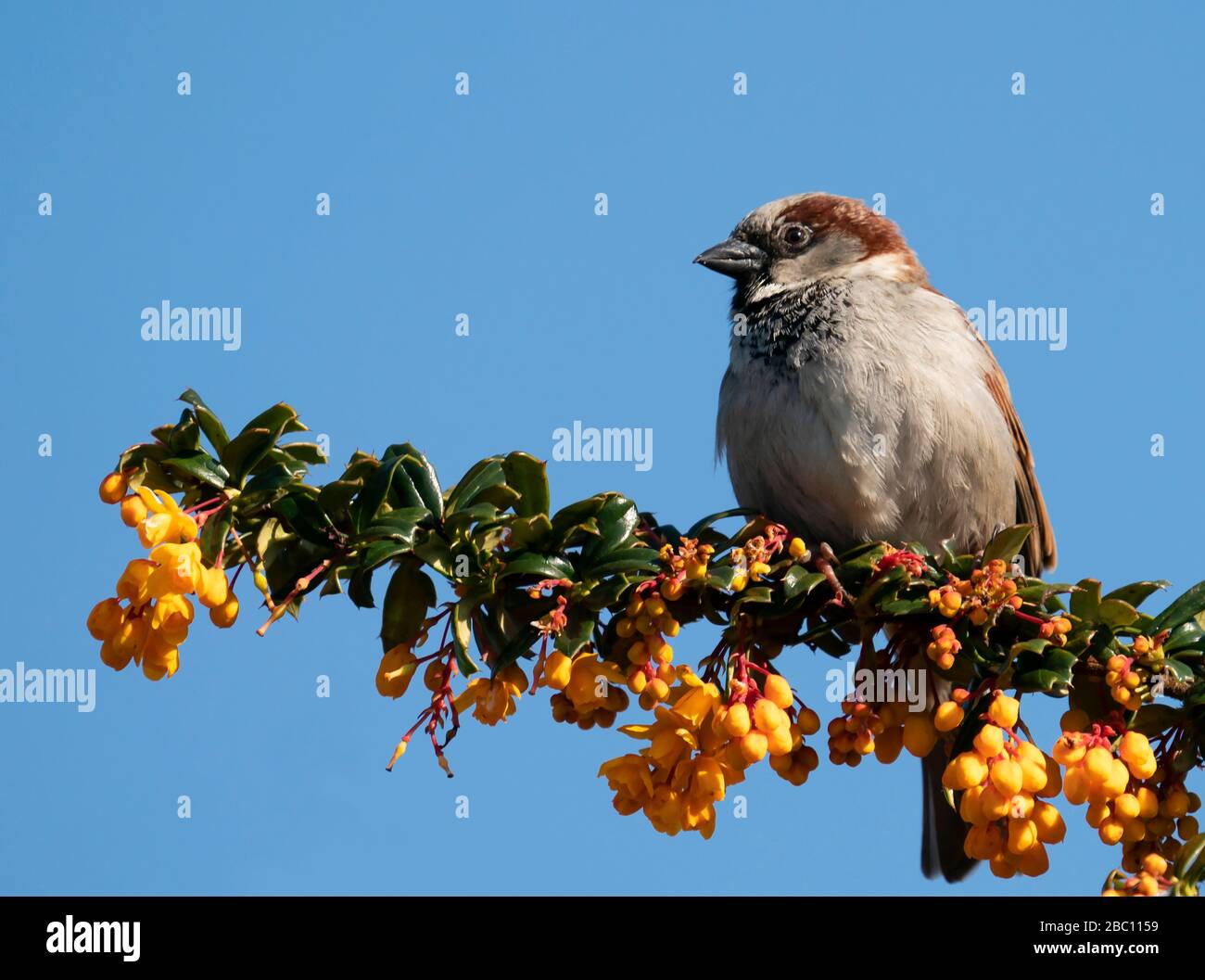 Male House Sparrow (Passer domesticus) perched on branch of Spring flowering Darwins Barberry, Warwickshire Stock Photo
