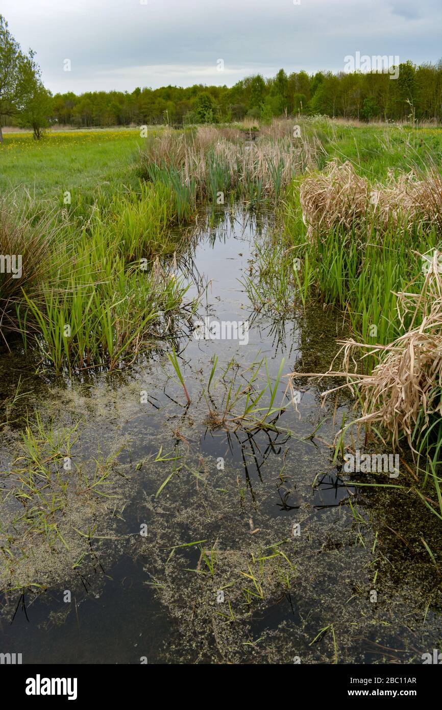 A small stream running through Avon Meadows wetland area in Pershore, Worcestershire UK Stock Photo