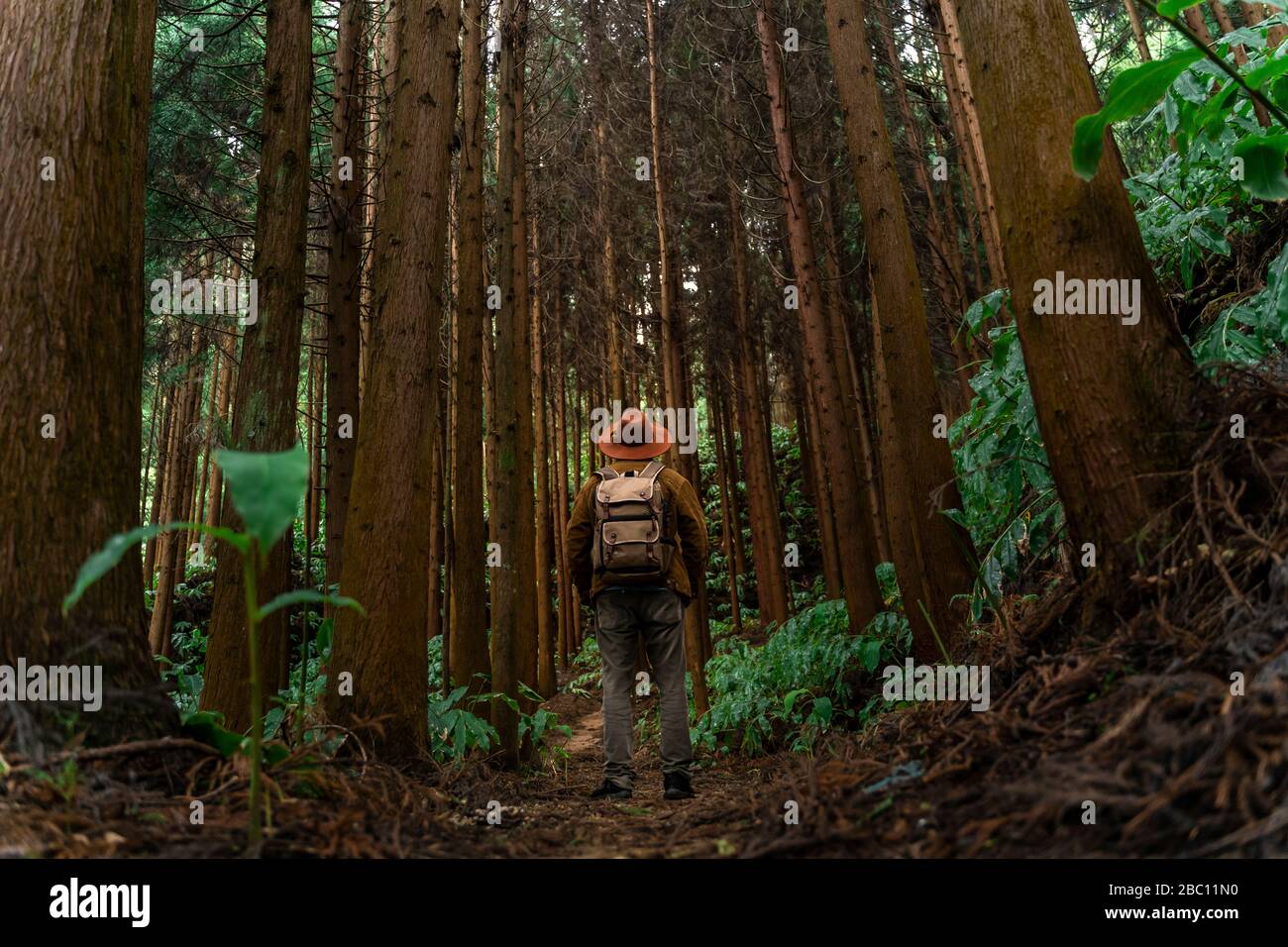 Man standing forest path surrounded by trees hi-res stock photography ...