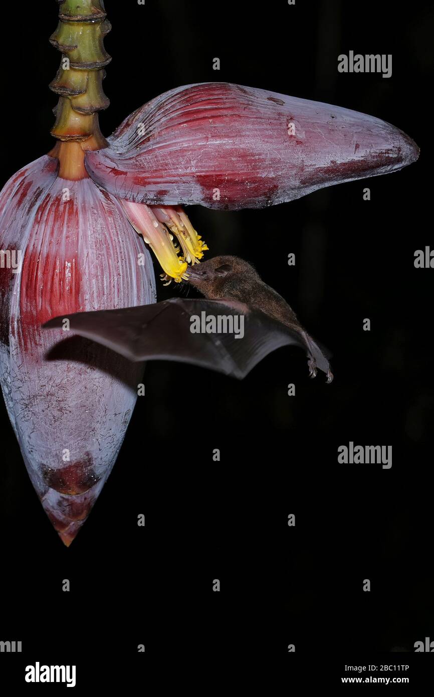 Orange nectar bat (Lonchophylla robusta) feeding at banana flower, Costa Rica Stock Photo