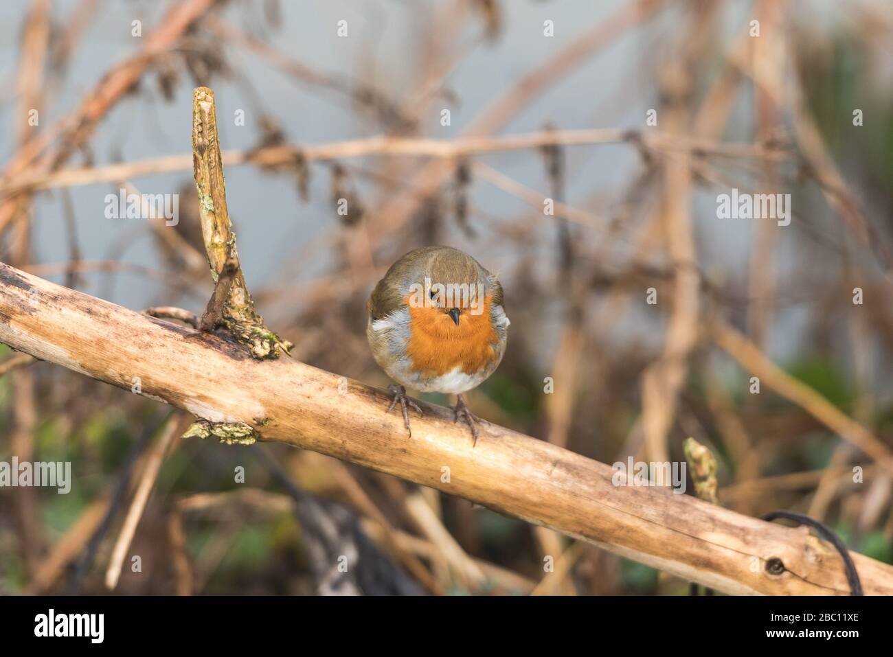 UK Wildlife robin in natural surroundings - Towcester Northants, UK Stock Photo