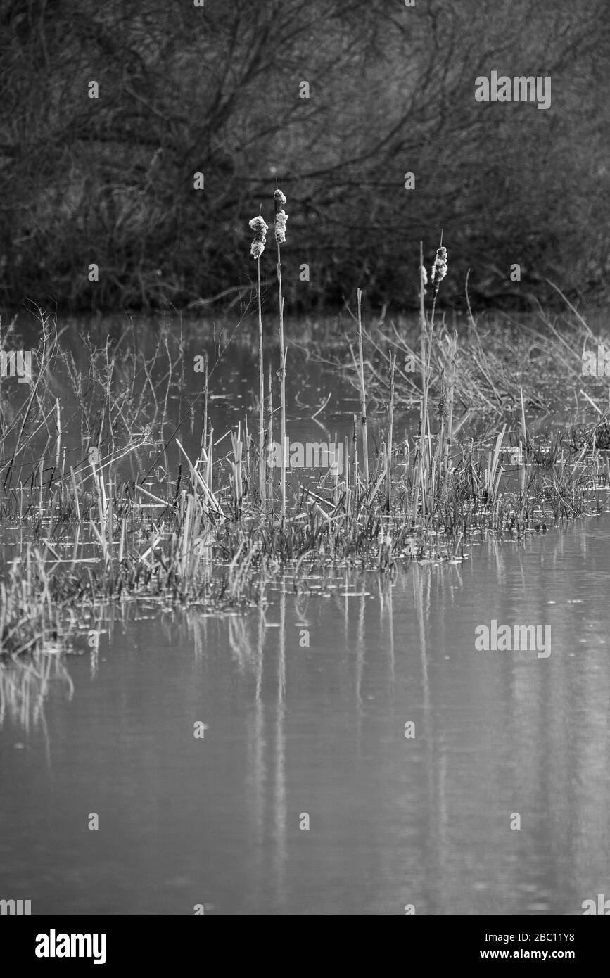 Black and white bull rushes in a stream with reflections. England, UK Stock Photo