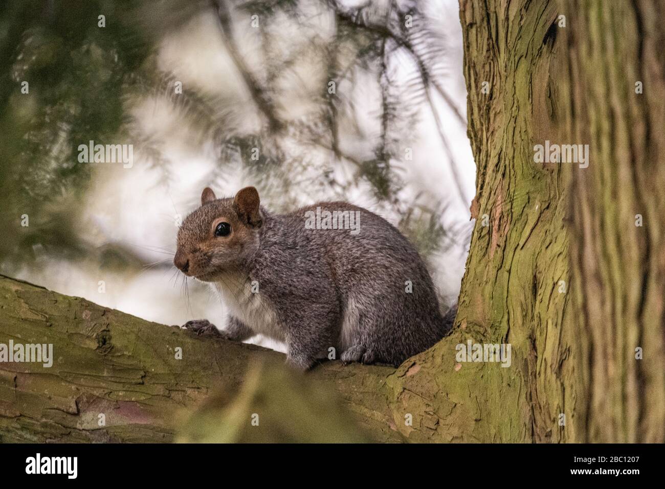 UK Wildlife - Squirrel in natural surroundings - Towcester, Northants, UK Stock Photo