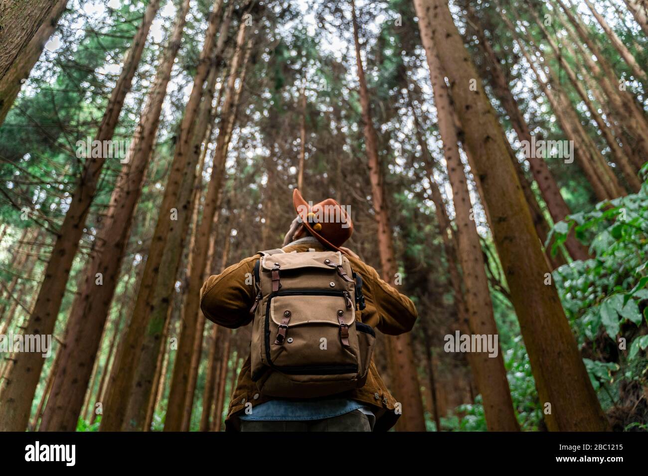 Man standing in forest surrounded by trees, Sao Miguel Island, Azores, Portugal Stock Photo