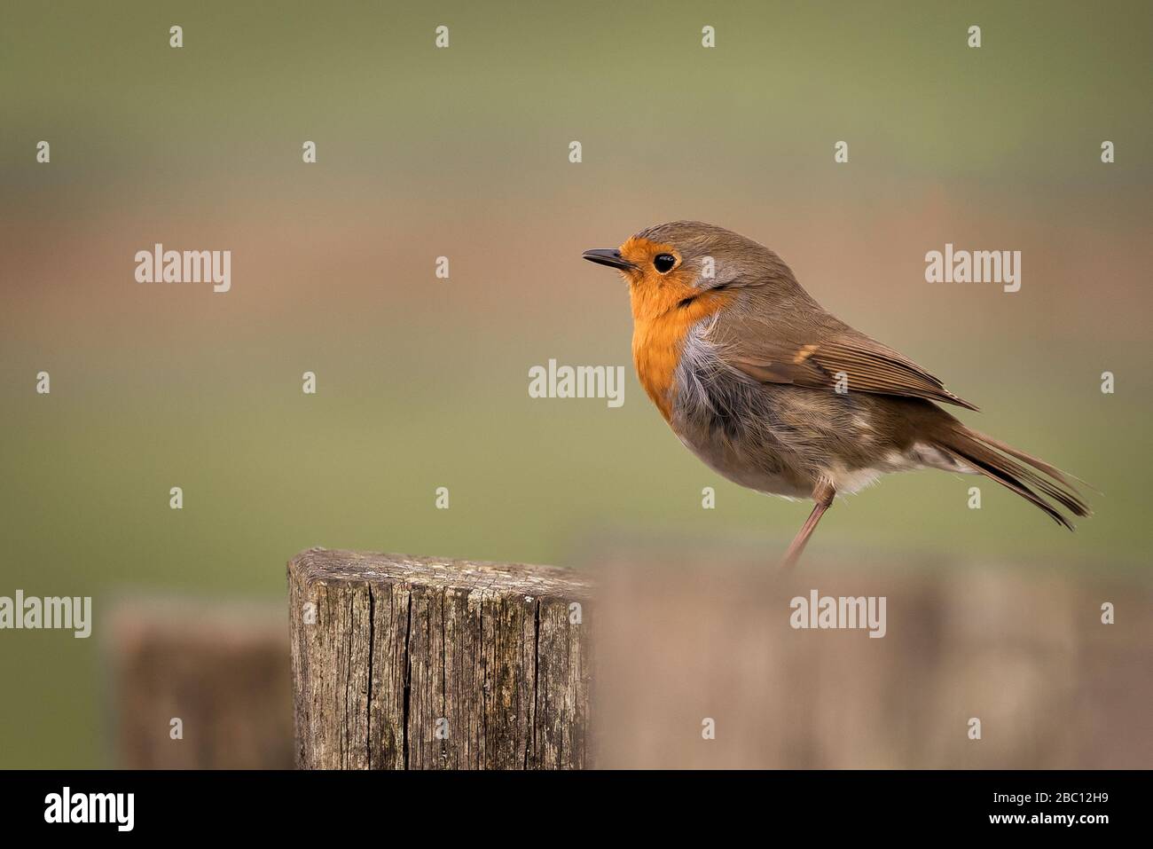 UK Wildlife - robin sat on a fence post - Towcester, Northamptonshire, UK Stock Photo