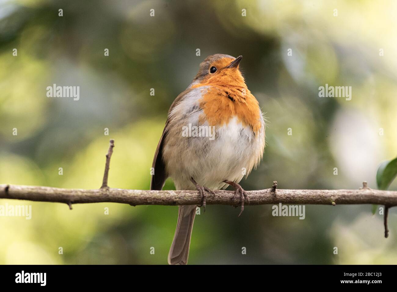 UK Wildlife - robin sat on a branch - Towcester, Northamptonshire, UK Stock Photo