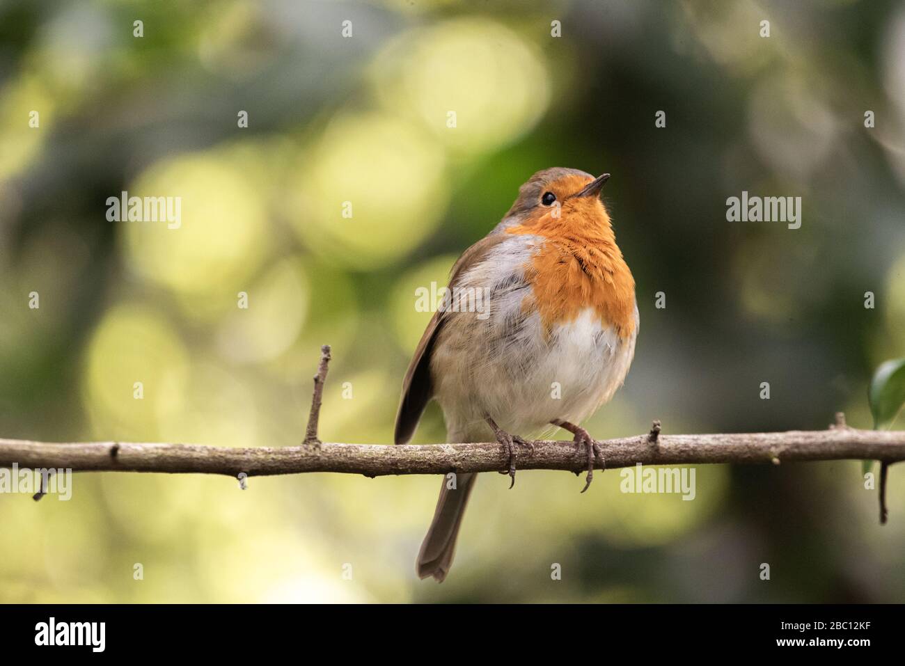 UK Wildlife - robin sat on a branch - Towcester, Northamptonshire, UK Stock Photo