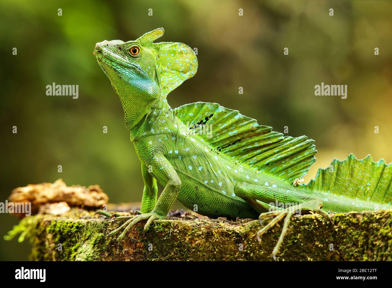 Male Plumed Basilisk (Basiliscus Plumifrons) Sitting On A Stump Stock ...