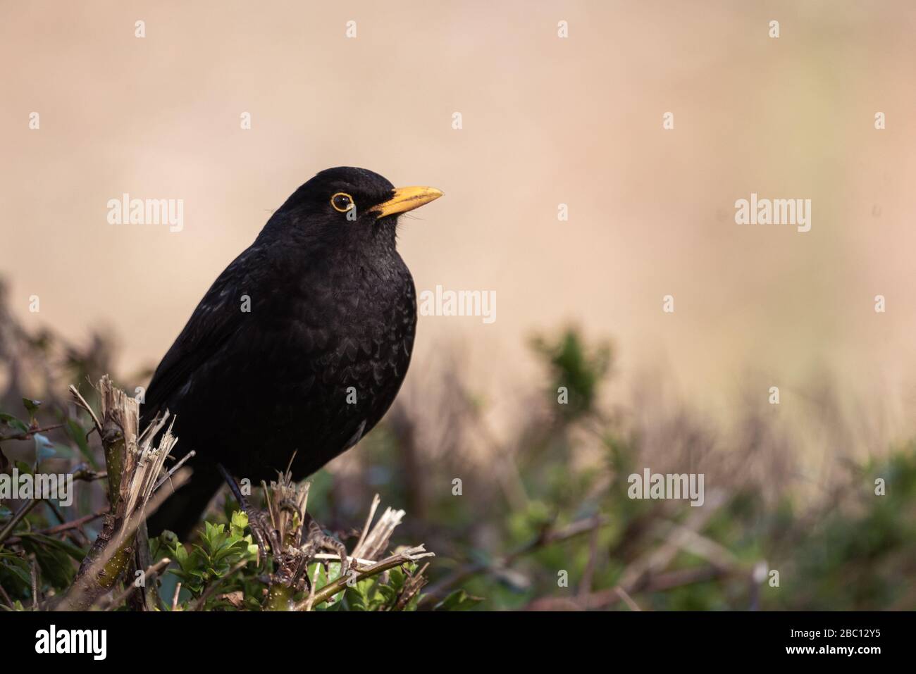 UK Wildlife - blackbird in natural surroundings - Towcester, Northamptonshire, UK Stock Photo