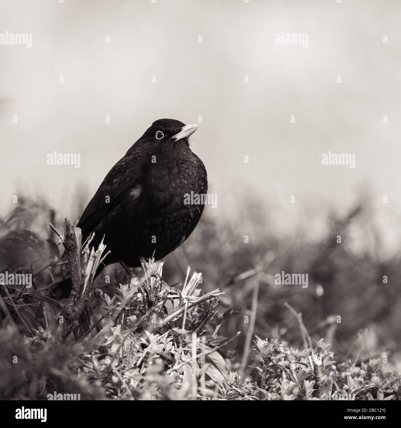 UK Wildlife - blackbird in natural surroundings - Towcester, Northamptonshire, UK Stock Photo