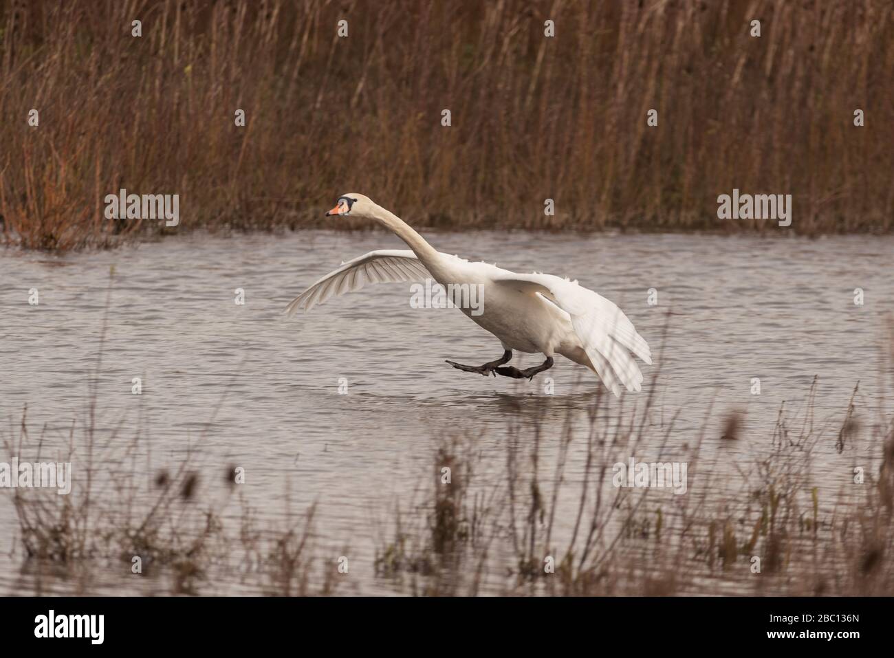 UK Wildlife- Swans in natural surroundings - Floodplain forest nature reserve - Milton Keynes Stock Photo