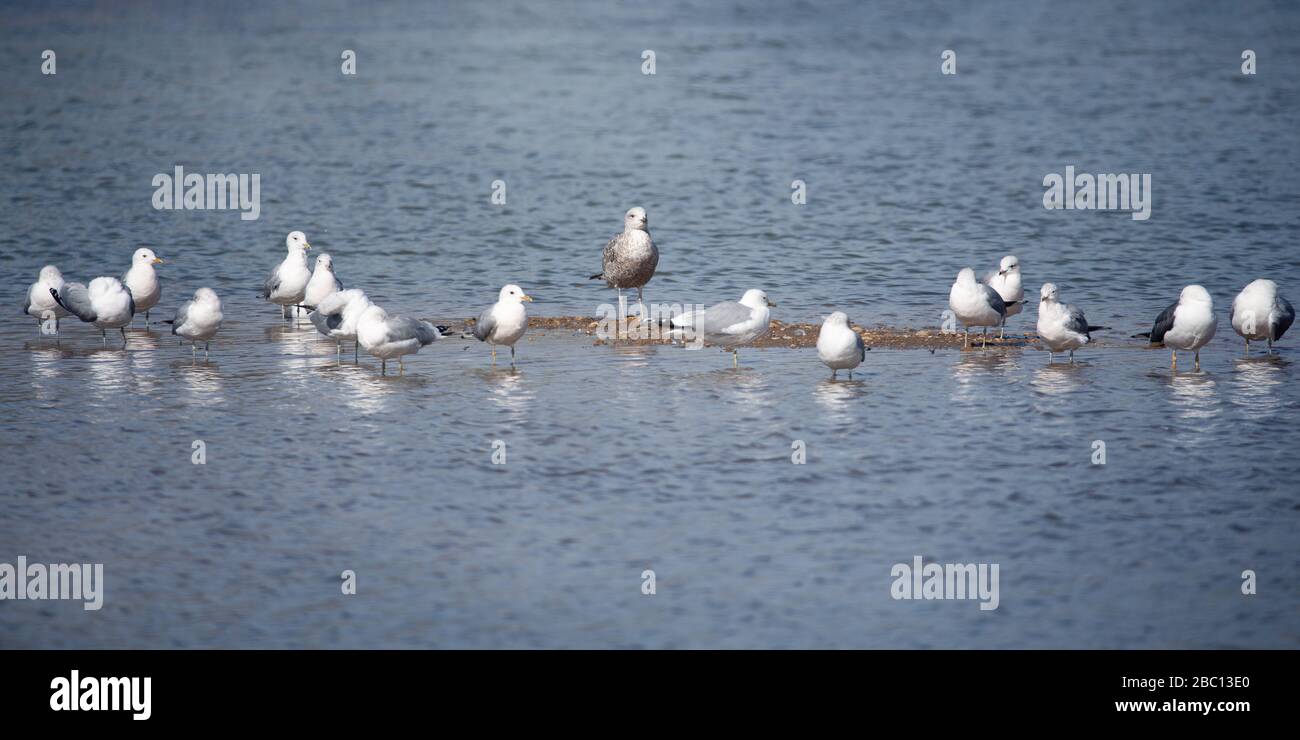 UK Wildlife - Common gulls and reflections in natural surroundings - Floodplain Nature Reserve, Milton Keynes Stock Photo