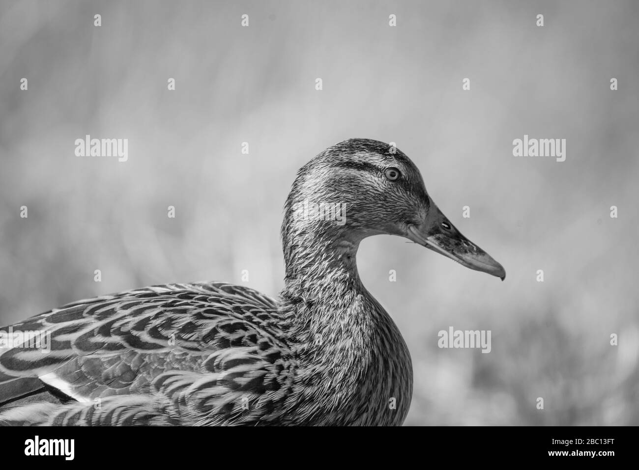 UK Wildlife - Duck in natural surroundings - Floodplain nature reserve Stock Photo