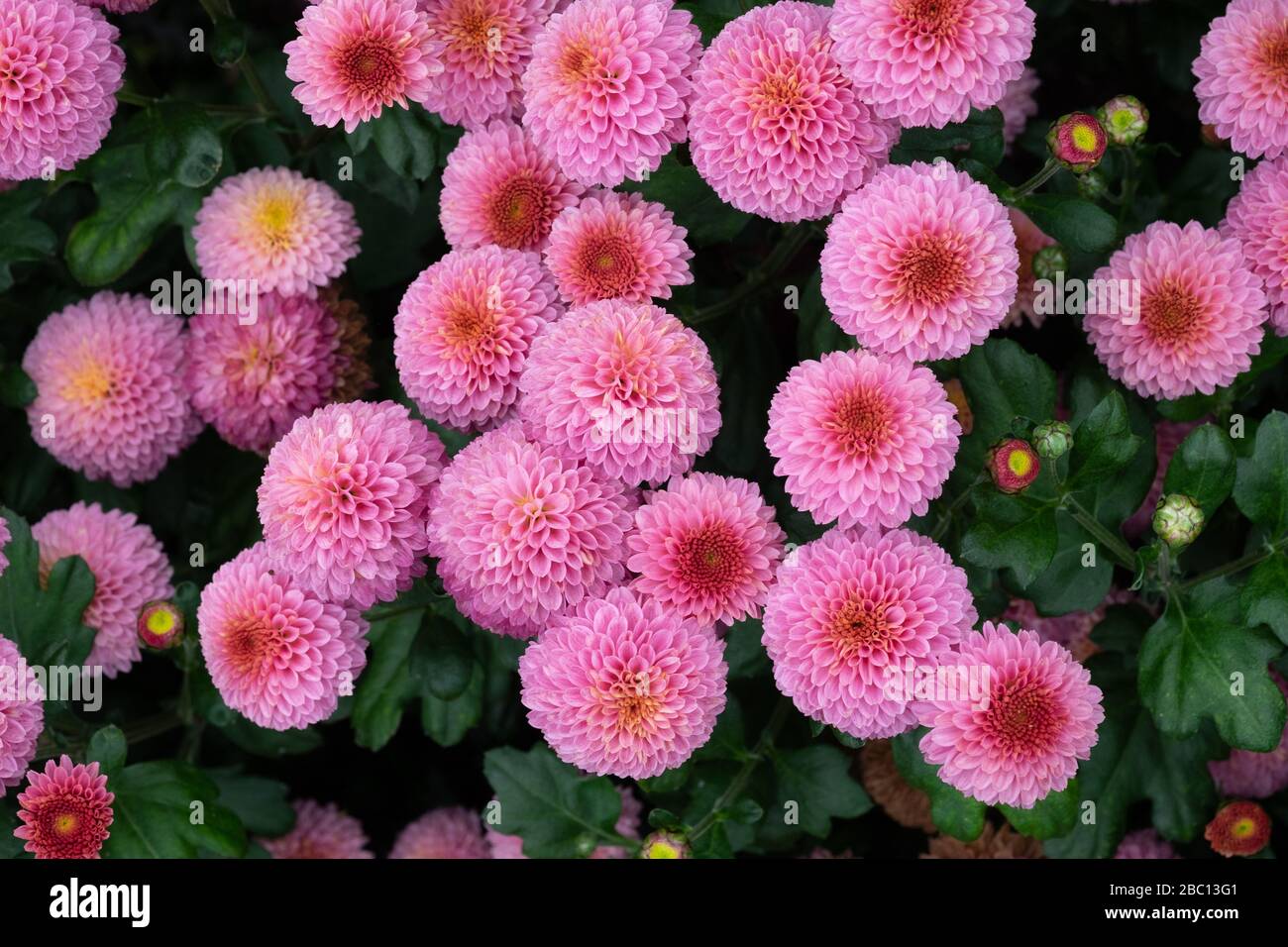 Asteraceae Chrysanthemum Fairie Stock Photo