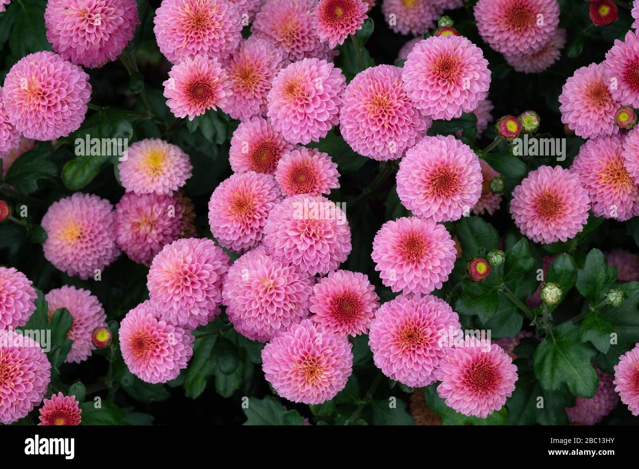 Asteraceae Chrysanthemum Fairie Stock Photo