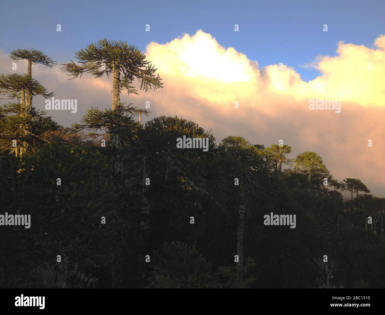Monkey puzzle tree (Araucaria araucana) native forests at Nahuelbuta national park, Southern Chile Stock Photo