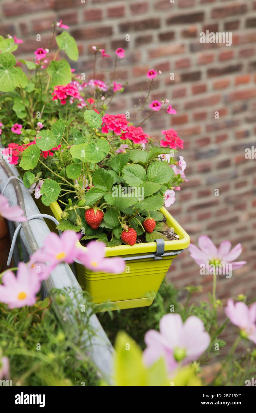 Strawberries and various flowers growing in window box during summer Stock Photo Alamy